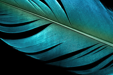 blue feather textured surface on black background.