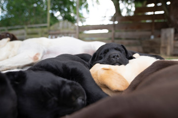 sweet young cute little purebred labrador retriever dog puppy pet