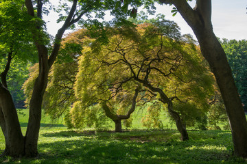 tree in the park