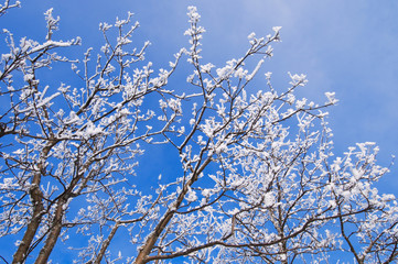 Obraz premium Snow and frost covered tree branches against blue sky.