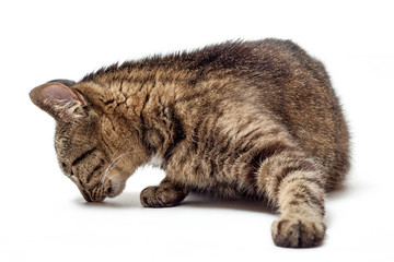 Cat sniffs on a white background
