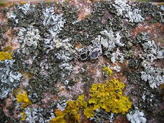 Set of lichens of different colors