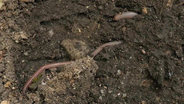 Close-up of Lumbricus terrestris earth worm in the soil 4K video