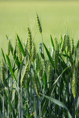 Fototapeta premium corn feld 