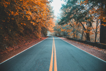 Naklejka premium Scenic roads through autumn forest