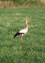 stork looking for.....