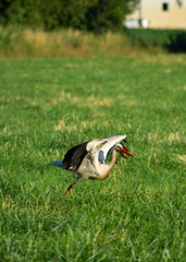 stork is ready to take off