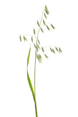 isolated green oat with seeds