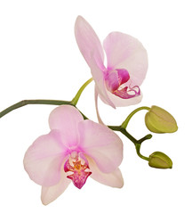 Naklejka na ściany i meble two light pink orchid blooms on white