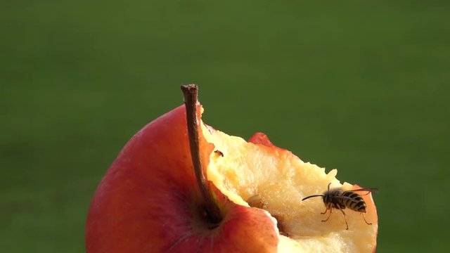 Wespe Apfel