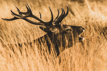 Red Deer (Cervus elaphus) stag bellowing during the rut