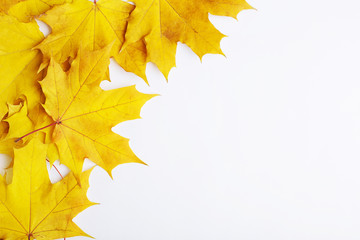 Autumn composition of leaves on a white background. Concept copy space.