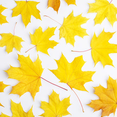 Autumn composition of leaves on a white background. Concept copy space.