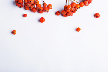 Autumn composition of leaves on a white background. Concept copy space.