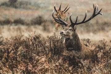 Red Deer (Cervus elaphus) portrait.