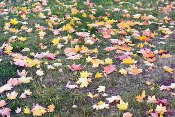 autumn leaf fall covered the ground with maple leaves background