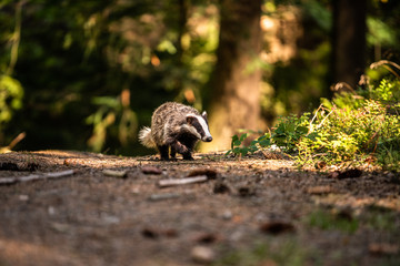 Badger in forest, animal in nature habitat, Germany, Europe. Wild Badger, Meles meles, animal in the wood. Mammal in environment, rainy day.