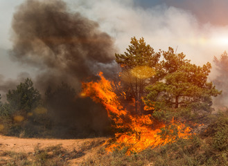 Fototapeta premium Forest fire. fallen tree is burned to the ground a lot of smoke when vildfire.