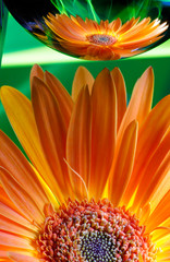 Gerbera, her reflection, improvization by green light in background, macro, petals, pestles, stamens