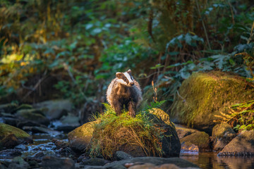 Badger in forest, animal in nature habitat, Germany, Europe. Wild Badger, Meles meles, animal in the wood. Mammal in environment, rainy day.