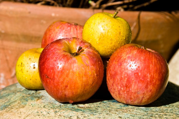 Fall apple harvest still life.