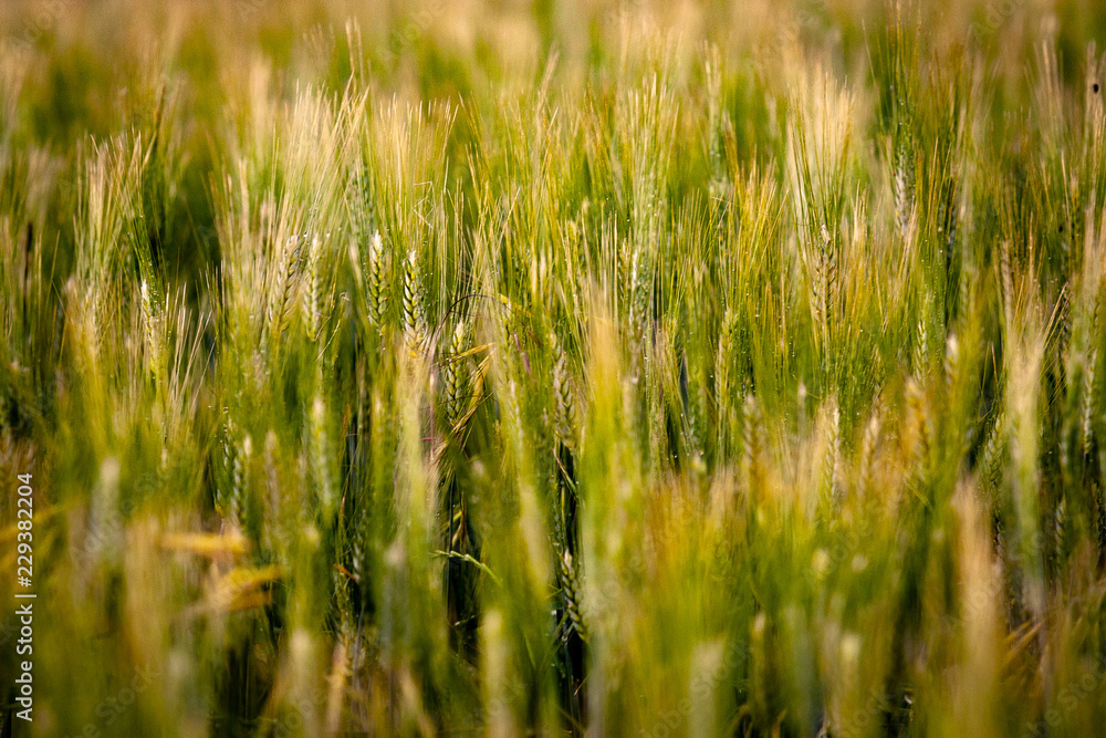 Wall mural field of wheat