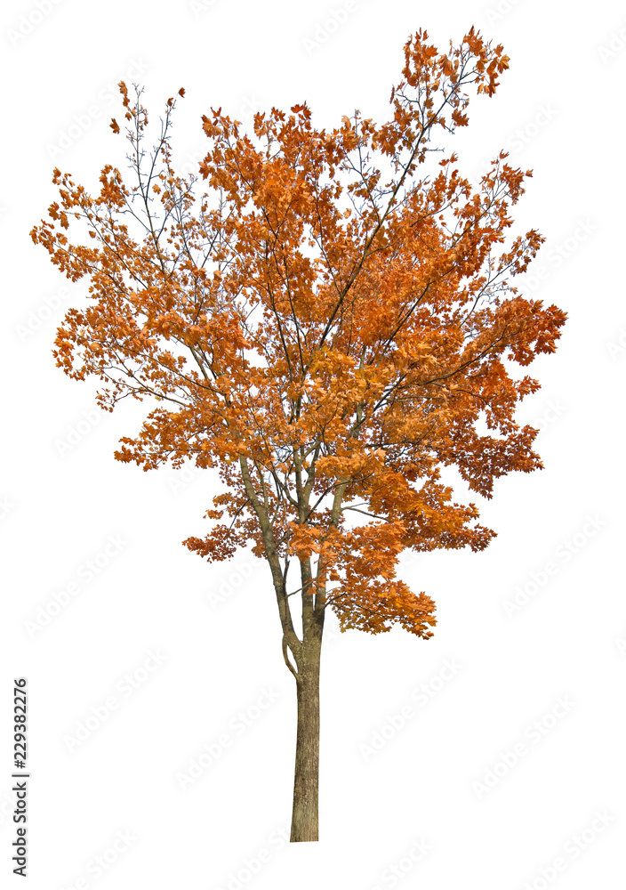 Wall mural autumn dark orange maple tree isolated on white