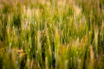 field of wheat