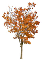 autumn dark orange maple tree isolated on white