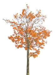 dark gold autumn maple tree isoalted on white