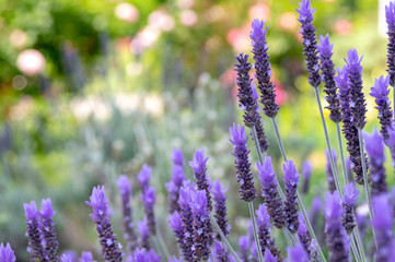 芝公園のラベンダー