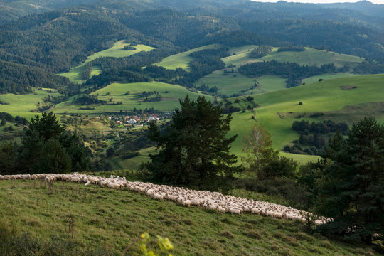 Sheeps in a meadow in the alpine pastures in the Slovakia mountains. Beautiful natural landscape.