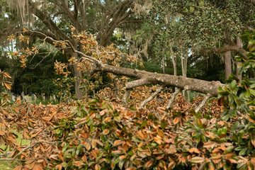 Fallen Tree After Hurricane Tornado Needing Tree Removal