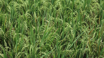 Rice Field Bali 