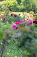 芝公園のバラ