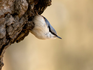 The Eurasian nuthatch (Sitta europaea) standing on a tree trunk upside down