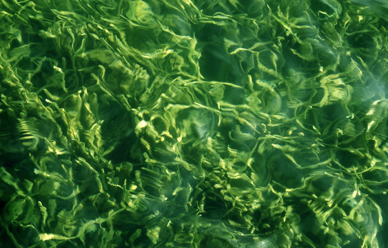 Underwater life - water plants background