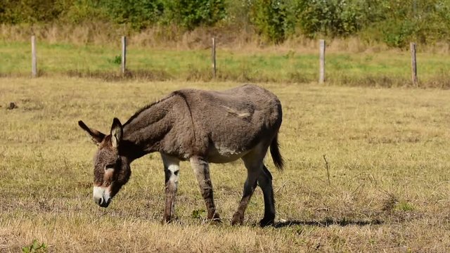 Donkey eating