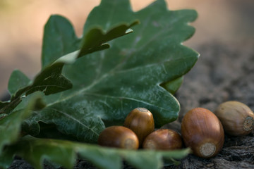 Acorns on a green leaf