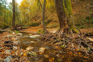 Flowing stream in autumn forest