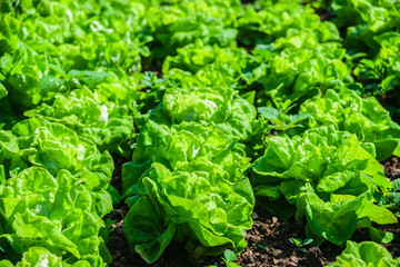Food background. Chinese cabbage closeup on a garden bed. Growing cabbage in the field. Full frame background of fresh green cabbage leaf at summer season. Ecological agriculture. Healthy food.