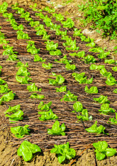 Food background. Green sprouts of chinese cabbage closeup on a garden bed in rural garden, Vietnam.