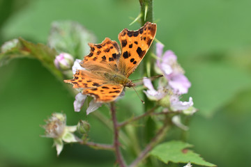 Perlmuttfalter auf Blüte