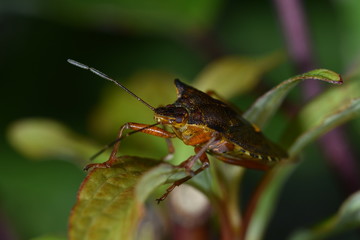 Rotbeinige Baumwanze