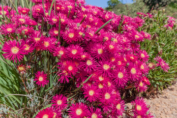 Lampranthus flowers