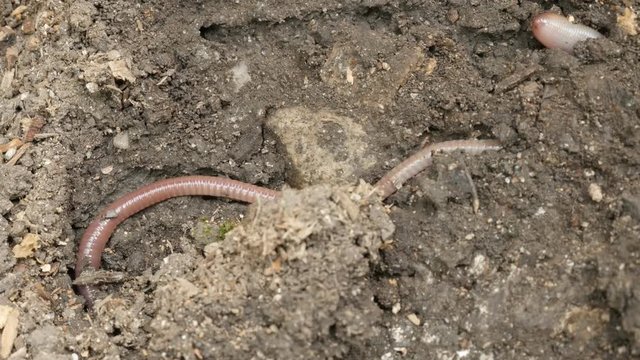 Hidden in the soil Lumbricus terrestris earth worm 4K video