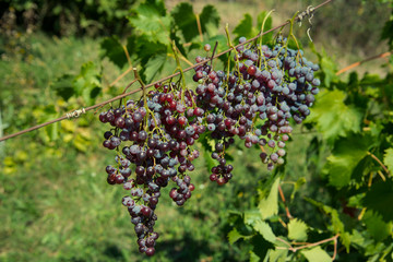 Drying grapes