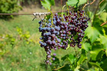 Vineyard late summer