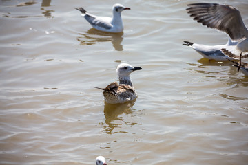 Seagull