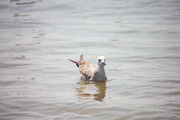 Fototapeta premium Seagull